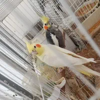 جفت عروس هلندی همراه با چهارتا جوجه
