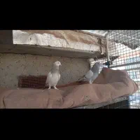 جفت سوسنی ترکیه‌ای