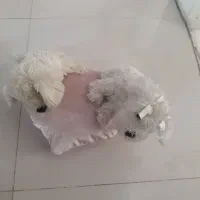 سبد آشپزی اسباب بازی  دخترانه  وسگ قلبی|اسباب‌‌بازی|تهران, افسریه جنوبی|دیوار