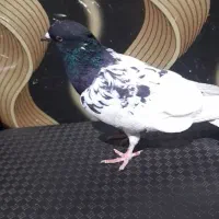 کبوتر|پرنده|قزوین, |دیوار