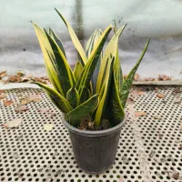 سانسور یا گلد فلیم