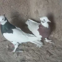 طوقی|پرنده|مرودشت, استادیوم‎|دیوار