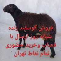 پخش دام زنده تجریش ولنجک اوین سعادت آباد گیشا