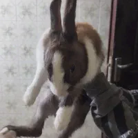 خرگوش|موش و خرگوش|خرمشهر, |دیوار