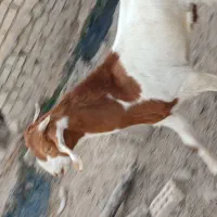دوعددبزنر
