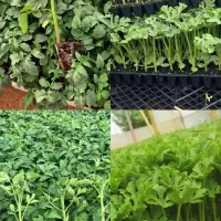 نشاء|گل و گیاه طبیعی|اهواز, شریعتی جنوبی|دیوار
