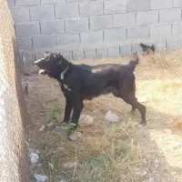 سرابی ماده درجه یک