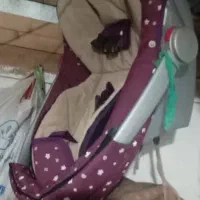 کریر بچه درحدنو
