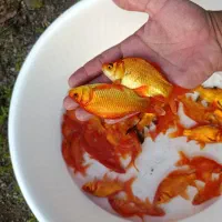 ماهی قرمز ۴ تا۵ بند|ماهی|سنگر, |دیوار