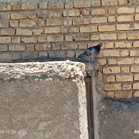 کبوتر