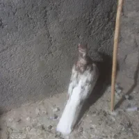 قره دم سفید