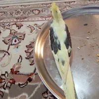 عروس هلندی ماده|پرنده|اردبیل, |دیوار