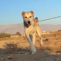 واگذاری سگهای خراسانی نگهبان و گلگی|سگ|مشهد, احمدآباد|دیوار