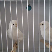 قناری وایت فکتور ماده