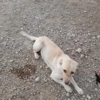 توله سگ سرابی عکس پدر مادرشم هست فقط توله ۴ونیم