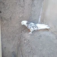کفتر|پرنده|تهران, قصر فیروزه ۲|دیوار
