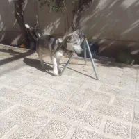 سگ هاسکی اصل|سگ|صباشهر, |دیوار