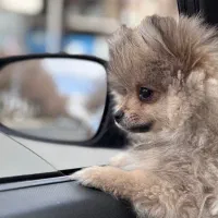 پامرین|سگ|شهرکرد, |دیوار