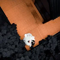 عکاسی و فیلم برداری در لاهیجان و گیلان