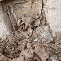 کَرمه ی گوسفند