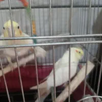 عروس هلندی لوتینو