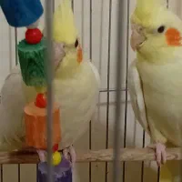 عروس هلندی بالغ|پرنده|پرند, فاز ۵|دیوار