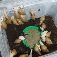 پرورش حلزون