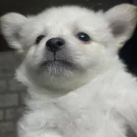 توله پامر سایز ریز خالص|سگ|مشهد, کوی المهدی|دیوار