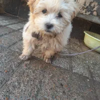 سگ پاپی|سگ|تایباد, |دیوار