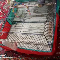 عروس هلندی|پرنده|سردرود, |دیوار