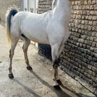 اسب عرب نریون یک سر پرخون
