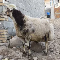 قوچ|حیوانات مزرعه|کاکاوند, |دیوار