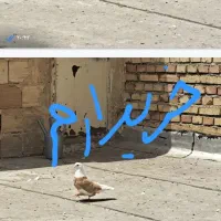 شازده زرد نر