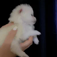 پامرانین خرسی عروسکی