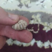 سنگ با ارزش|کلکسیون اشیاء عتیقه|بهبهان, |دیوار