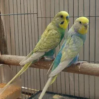 مرغ عشق رنگین کمانی معاوضه با قناری