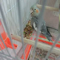 عروس هلندی سالم سرحال