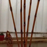 نی بامبو|گل و گیاه طبیعی|کرج, کوی مهر|دیوار