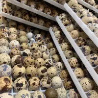 پرورش ماکیان آشیانه سپید|حیوانات مزرعه|مشهد, چهاربرج|دیوار