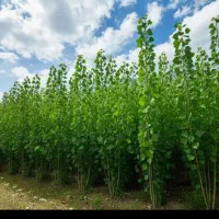 نهال نرک آلوچه ، نلک جهت احداث نهالستان|گل و گیاه طبیعی|مشهد, خواجه ربیع|دیوار