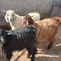 کهره نر جوان