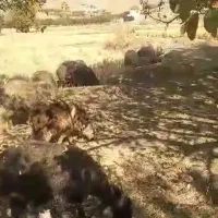 میش سالم سرحال|حیوانات مزرعه|پادنا, |دیوار