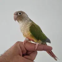 گرینچیک|پرنده|نوشهر, |دیوار