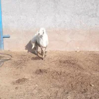 قوچ بروجردی سالم