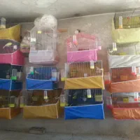 تعدادی پرنده زینتی وقفس