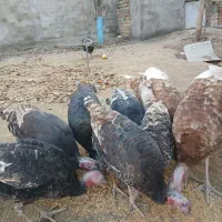 5تا بوقلمون ماده سالم ودرشت .|حیوانات مزرعه|صالح آباد, |دیوار