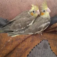 جوجه عروس هلندی