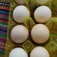 تعداد 15 عدد تخم مرغ گلین تازه