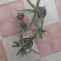گل طبیعی