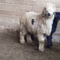 بره بذری|حیوانات مزرعه|شیراز, داریون|دیوار